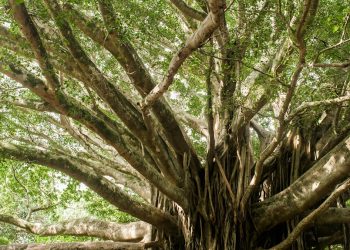 500 years Old Banyan Tree Sargodha